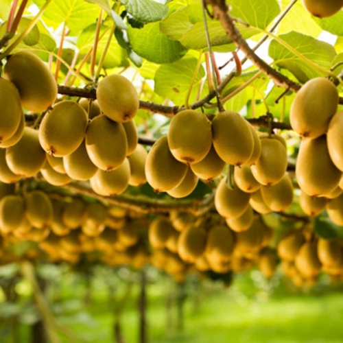 Cây Kiwi