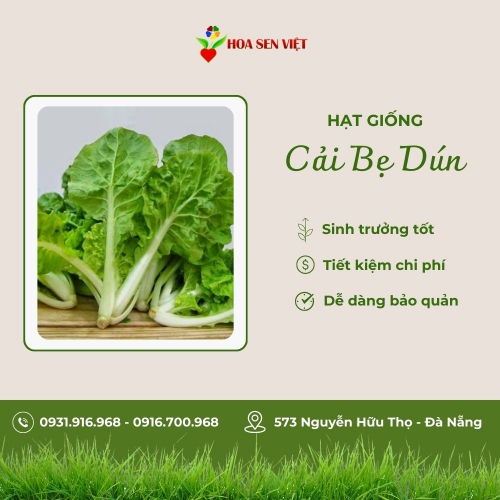 Hạt giống cải bẹ dún F1