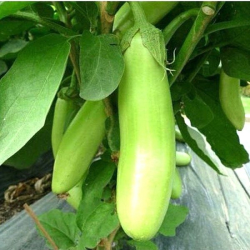 Hạt giống Cà Xanh Mỡ F1