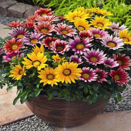 Hạt giống hoa Cúc Huân Chương