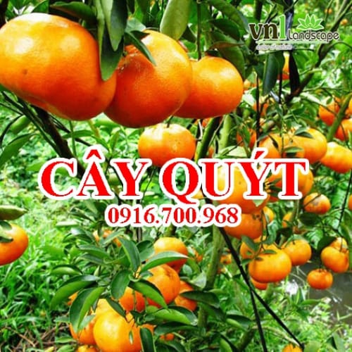 Cây quýt - Giá bán, cách trồng và chăm sóc cây quýt