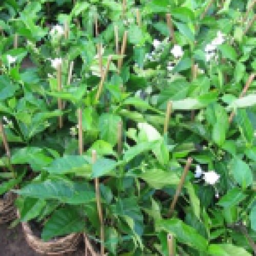 Hoa Bạch Ngọc Anh