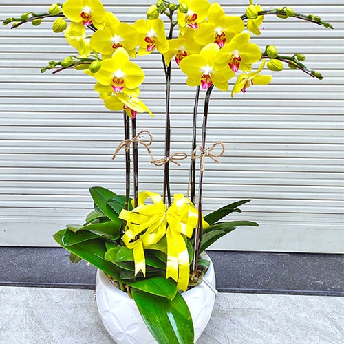 Chậu lan vàng 5 cành 01
