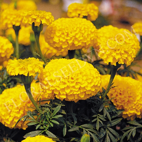Hạt giống hoa vạn thọ vàng lùn
