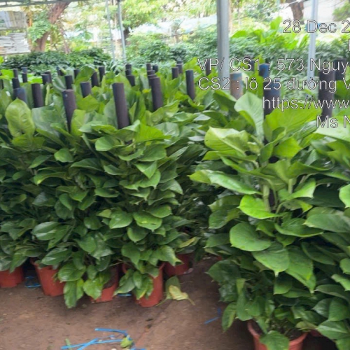 Shop Cây Văn Phòng Đà Nẵng | Hoa Sen Việt - Cung Cấp & Cho Thuê Cây Xanh Nội Thất