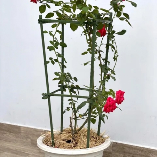 Khung trồng hoa hồng, hoa leo, cây leo tiện dụng