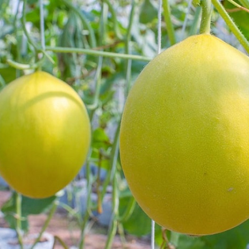 Hạt giống dưa lê F1