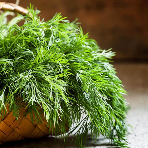 Hạt giống Thì là