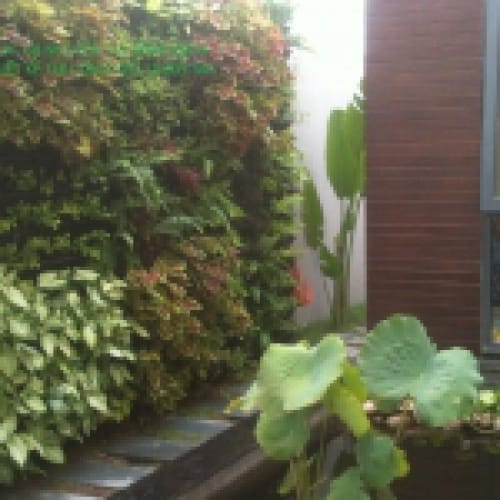 Vườn tường biệt thự Đà Nẵng