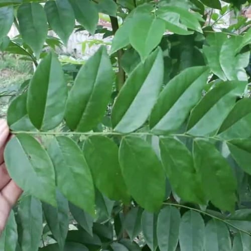 Cây Sưa Đà Nẵng