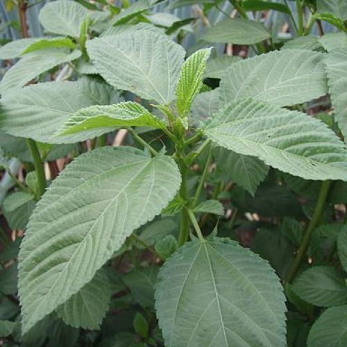 Hạt giống rau đay cao sản 