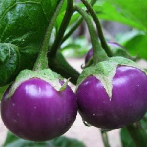 Hạt giống cà pháo tím