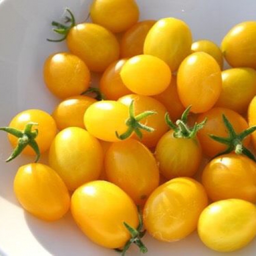 Hạt giống cà chua cherry vàng F1
