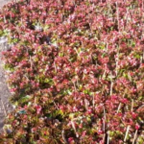 Cây tía tô cảnh