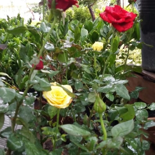 Hoa Hồng Đà Lạt