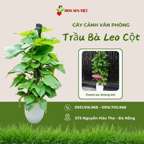 Cây Trầu Bà Leo Cột Đà Nẵng