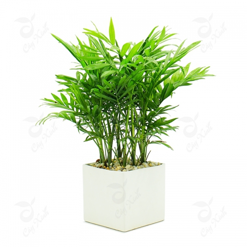 Cây Cau Tiểu Trâm