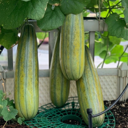 Hạt giống dưa gang