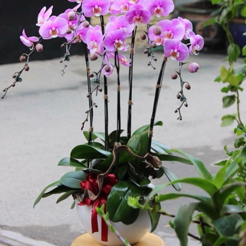 Lan hồ điệp - Khoe sắc