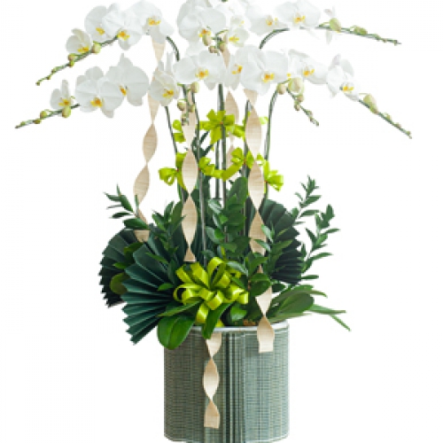 Lan hồ điệp trắng 8 cành