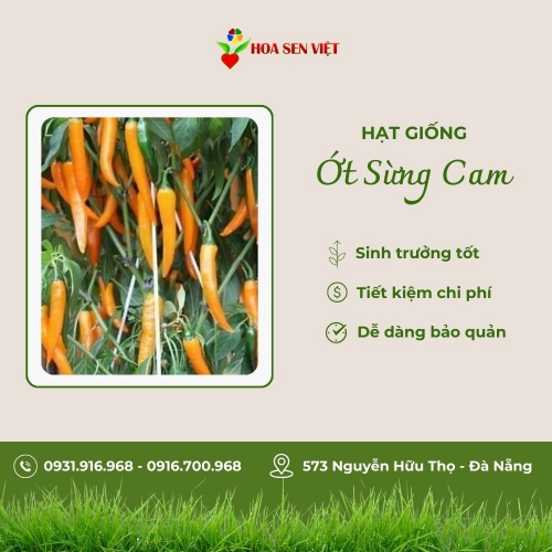 Hạt giống ớt sừng cam F1