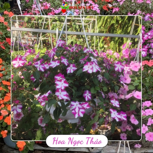 Hoa Ngọc Thảo