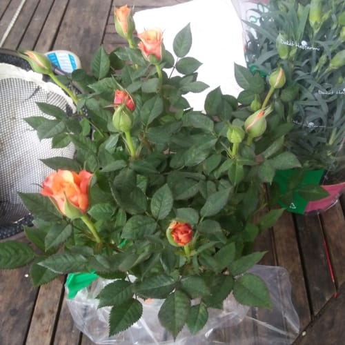 Hoa Hồng Đà Nẵng