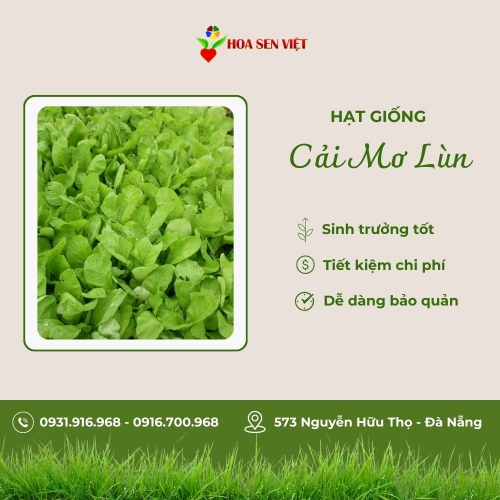 Hạt giống cải mơ lùn