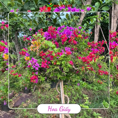 Hoa Giấy Đà Nẵng