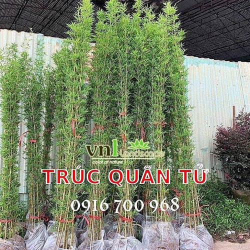 Cây Trúc Quân Tử Đà Nẵng