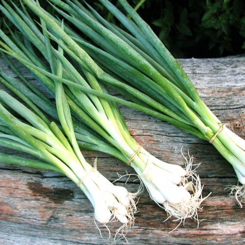 Hạt giống hành lá gốc trắng