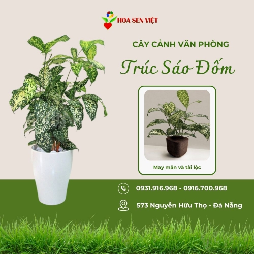 Cây trúc sao đốm