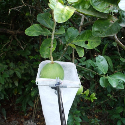 Cần bao trái cây trên cao - 2.8m