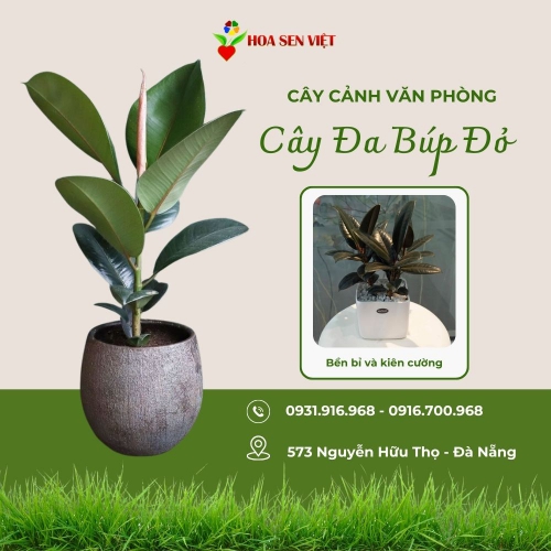 Cây đa búp đỏ văn phòng