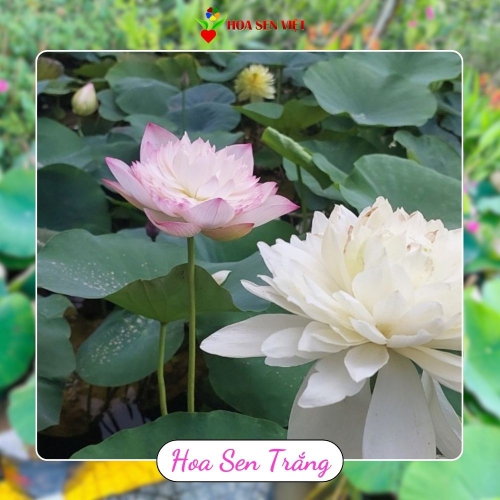 Hoa sen thái trắng, hoa sen trắng