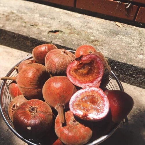 Cây Vả Mật, Cây Vả Giống