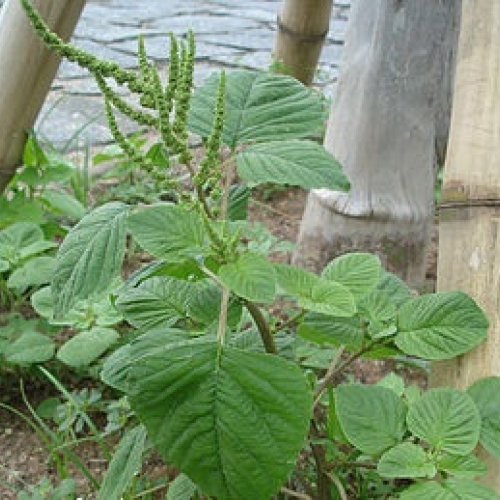 Hạt giống Rau dền cơm