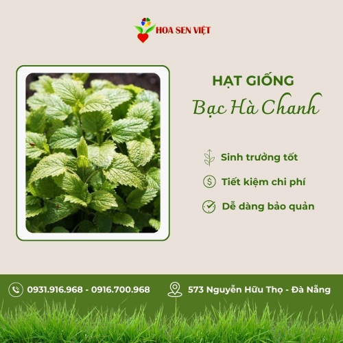 Hạt giống bạc hà chanh