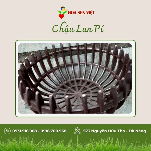 Chậu Lan Bí Pi20