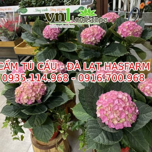 Hoa cẩm tú cầu – Đà Lạt Hasfarm