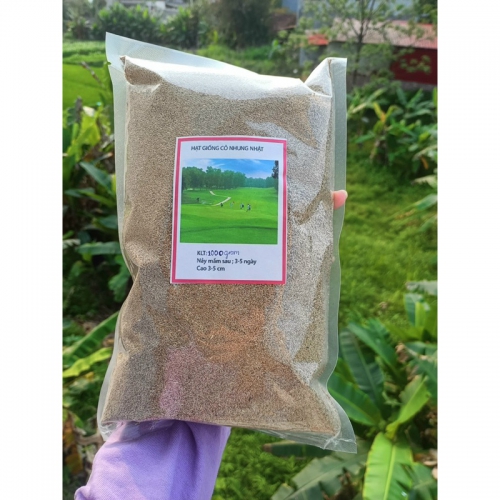 Hạt giống cỏ nhung Nhật