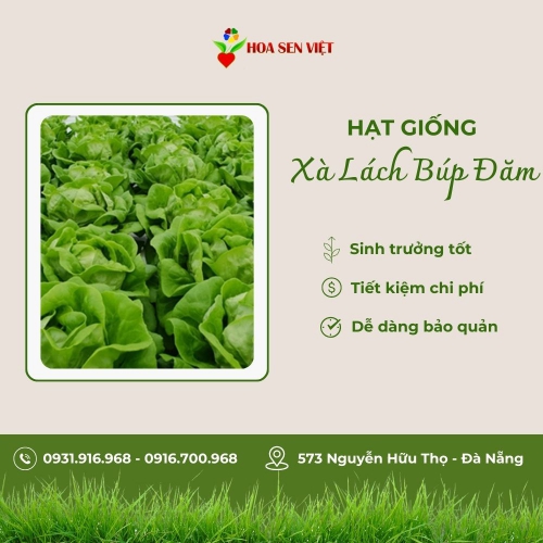 Hạt giống xà lách búp đăm