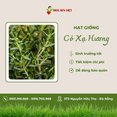 Hạt giống cỏ xạ hương