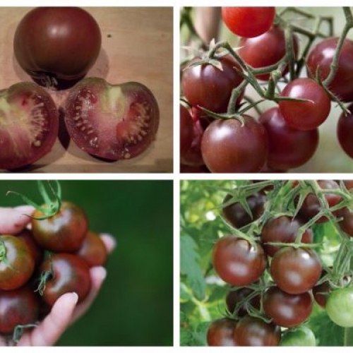 Hạt giống cà chua bi chocolate cherry