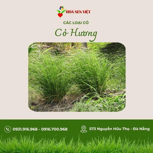 Cây cỏ hương (Cây cỏ nến)