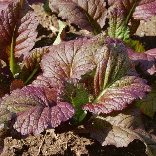 Hạt giống cải bẹ xanh tím