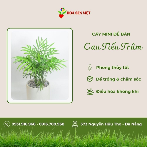 Cây Cau Tiểu Trâm Mini Để Bàn
