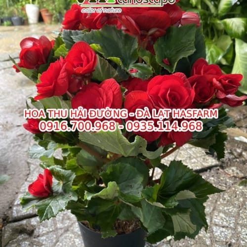 Hoa thu hải đường - Đà Lạt Hasfarm