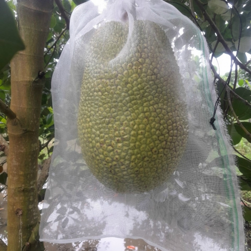 Bao lưới cước - 60x70cm