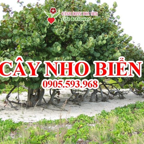 Cây nho biển - Giá bán, cách trồng và chăm sóc cây nho biển